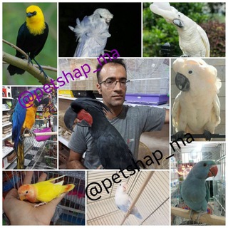 Telegram profile photo for پت شاپ و پرنده فروشی شمس