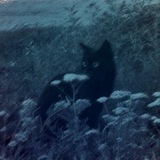 Telegram profile photo for NoCat