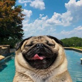 Telegram profile photo for АРМИЯ МОПСОВ