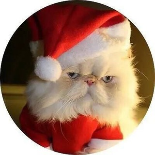 Telegram profile photo for ڪِٰـِۢرسِٰـِۢمِٰـِۢسِٰـِۢ 🌙💛