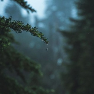 Telegram profile photo for Petrichor