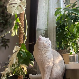 Telegram profile photo for Дашин сад