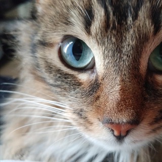 Telegram profile photo for Meow