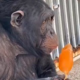 Telegram profile photo for MONKEY CONFESSION