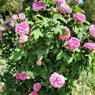 Telegram profile photo for Learning English with Noorzai