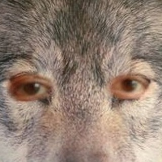 Telegram profile photo for LB's-Letter