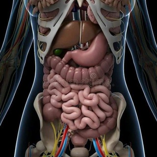 Telegram profile photo for Abdomen anatomy