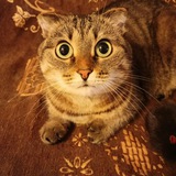 Telegram profile photo for Песни Сони