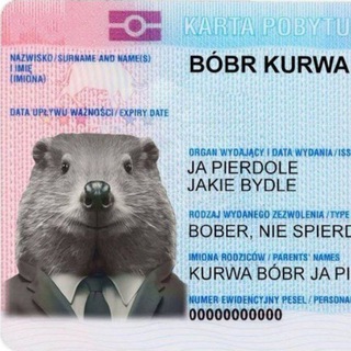 Telegram profile photo for Bobr Public