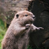 Telegram profile photo for Daily beaver