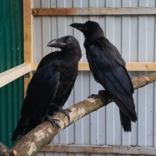 Telegram profile photo for врано-дом