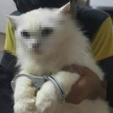 Telegram profile photo for Маковое подполье➣