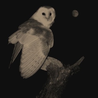 Telegram profile photo for заблудший в мираже