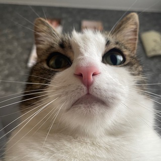Telegram profile photo for Мистер Мемчик