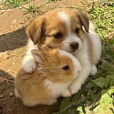 Telegram profile photo for 🐶 pet help confession
