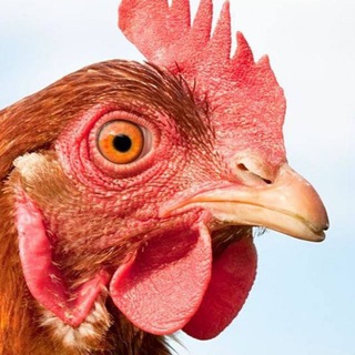 Telegram profile photo for WVHJU