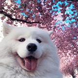 Telegram profile photo for Zoophilia