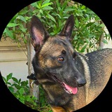 Telegram profile photo for BNBCzDog