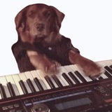Telegram profile photo for KeyDog portal