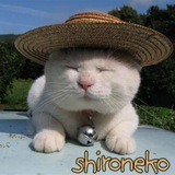 Telegram profile photo for ShiroNekoMemes