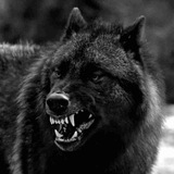 Telegram profile photo for VoLkZaKoN