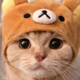 Telegram profile photo for Cute Cats and more:з