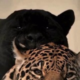 Telegram profile photo for 𝐀𝐃𝐈