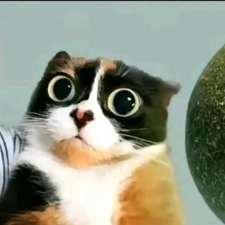 Telegram profile photo for Крути пацан