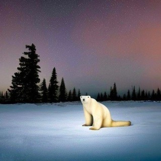 Telegram profile photo for Polar Bear 2026 $ойойойойойо (Portal)