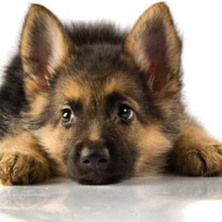 Telegram profile photo for توی پودل پامرانین مالتیزDanipet