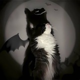 Telegram profile photo for Ba𝔗ca𝔗