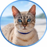 Telegram profile photo for Мама Миа, или как приручить бенгалку