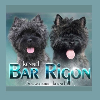 Telegram profile photo for Керн терьеры BAR RIGON