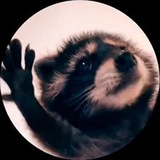 Telegram profile photo for $PEDRO TON