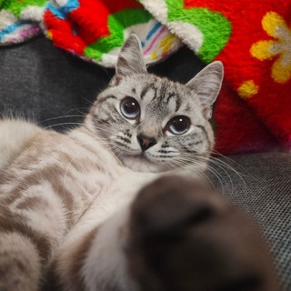 Telegram profile photo for Жулька фас🪄