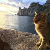 Telegram profile photo for AkresVPN Logs