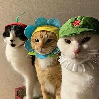 Telegram profile photo for three cats😾