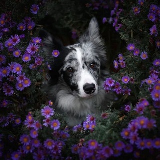 Telegram profile photo for 🐾ПОМОЩЬ С ЛАЙФОМ 🐾