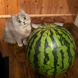 Telegram profile photo for канал имени александры эм