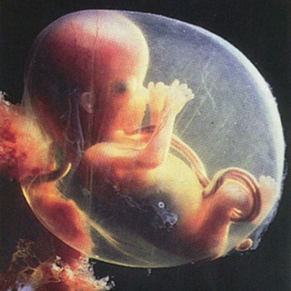 Telegram profile photo for Embryology | عِلْم الأَجِنَّة