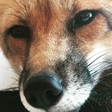 Telegram profile photo for Лисичкопостинг