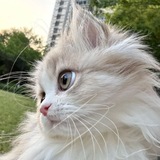 Telegram profile photo for چنله دیگه"🕊️