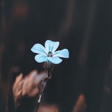Telegram profile photo for ادبـــــي لیــــکــني