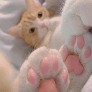 Telegram profile photo for 猫片