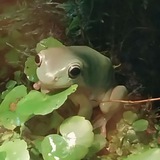 Telegram profile photo for лягушачье кваканье