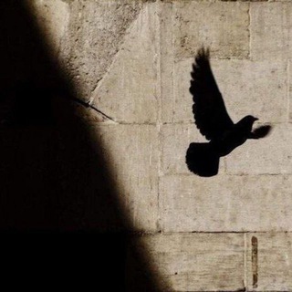 Telegram profile photo for آية الحُصَري