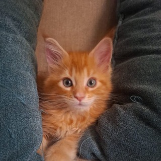 Telegram profile photo for Раздачи | кошак