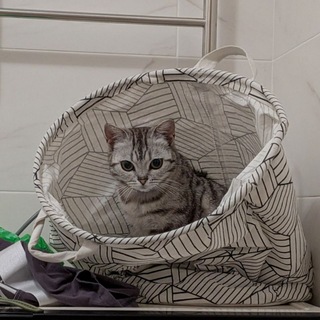 Telegram profile photo for Кошачий канал