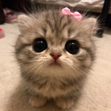 Telegram profile photo for murmath | Подготовка к ОГЭ/ЕГЭ