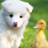 Telegram profile photo for Милые забавные животные - Cute Funny Animals